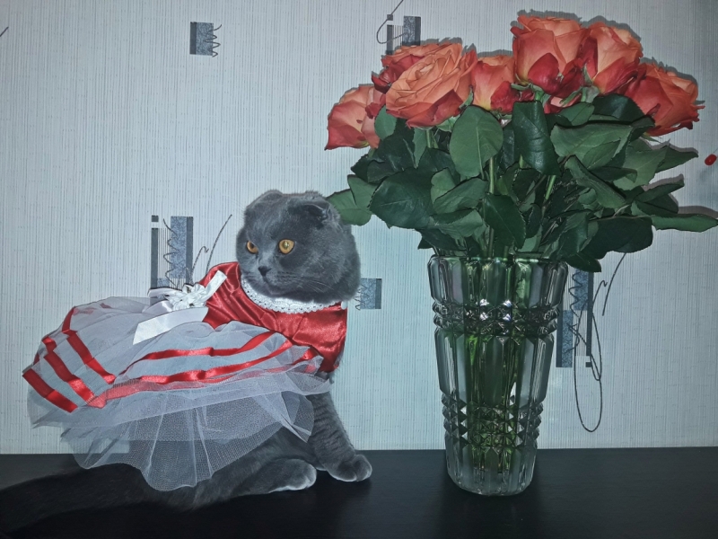 Кошки в нашей жизни. Кошки и все, что с ними связано.