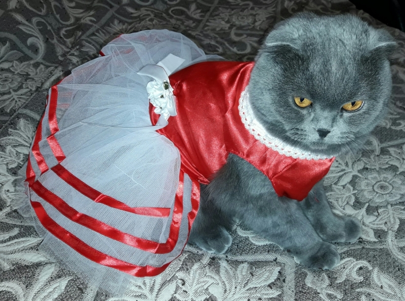 Кошки в нашей жизни. Кошки и все, что с ними связано.