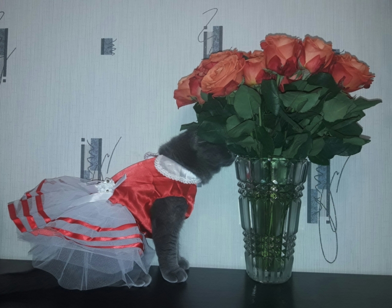 Кошки в нашей жизни. Кошки и все, что с ними связано.