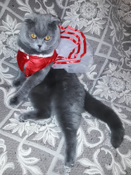 Кошки в нашей жизни. Кошки и все, что с ними связано.