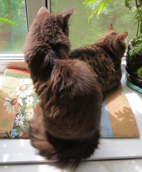 Кошки в нашей жизни. Кошки и все, что с ними связано.