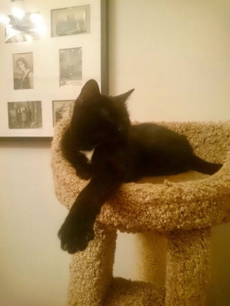 Кошки в нашей жизни. Кошки и все, что с ними связано.