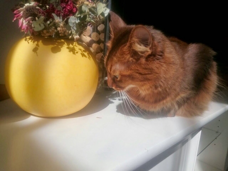 Кошки в нашей жизни. Кошки и все, что с ними связано.