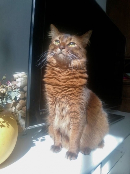 Кошки в нашей жизни. Кошки и все, что с ними связано.