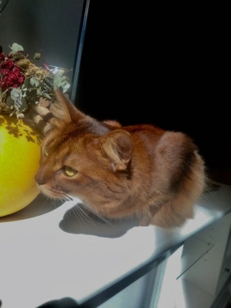 Кошки в нашей жизни. Кошки и все, что с ними связано.