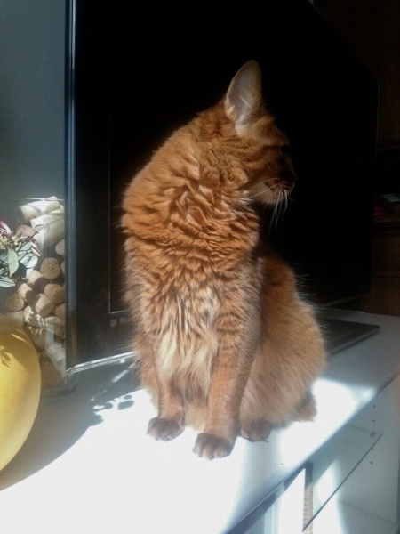 Кошки в нашей жизни. Кошки и все, что с ними связано.