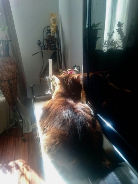 Кошки в нашей жизни. Кошки и все, что с ними связано.