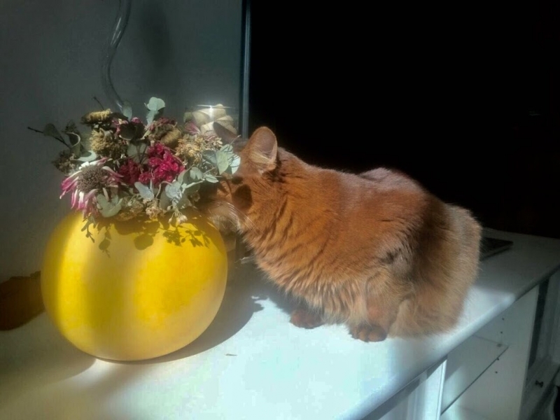 Кошки в нашей жизни. Кошки и все, что с ними связано.