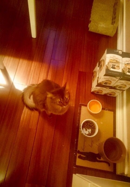 Кошки в нашей жизни. Кошки и все, что с ними связано.