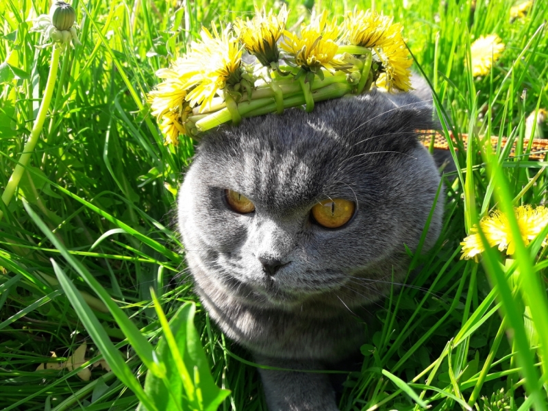 Кошки в нашей жизни. Кошки и все, что с ними связано.