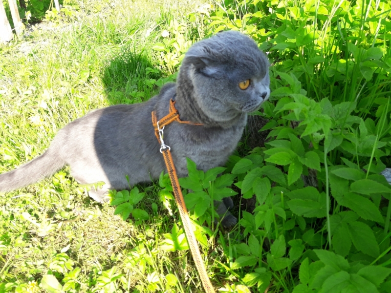 Кошки в нашей жизни. Кошки и все, что с ними связано.