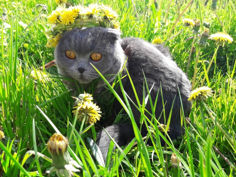 Кошки в нашей жизни. Кошки и все, что с ними связано.