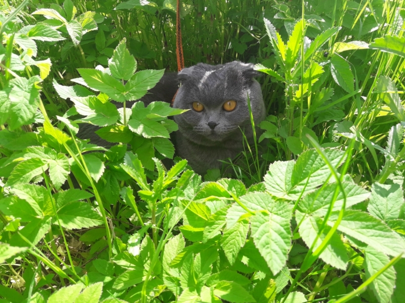 Кошки в нашей жизни. Кошки и все, что с ними связано.