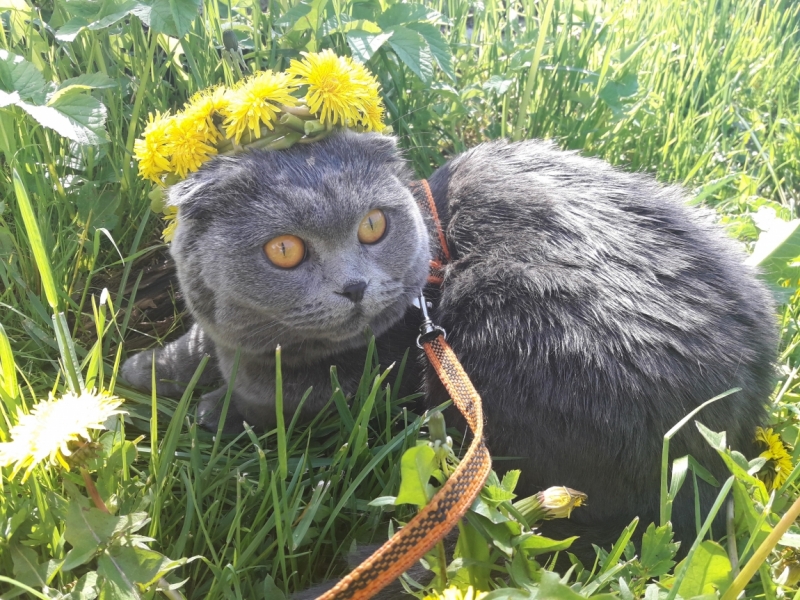 Кошки в нашей жизни. Кошки и все, что с ними связано.