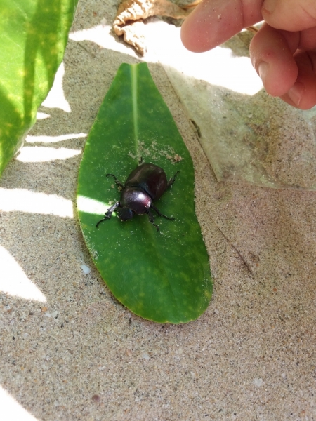 Второй заход. Наш теплый декабрь 2016 (Пхукет, Краби, Бангкок)