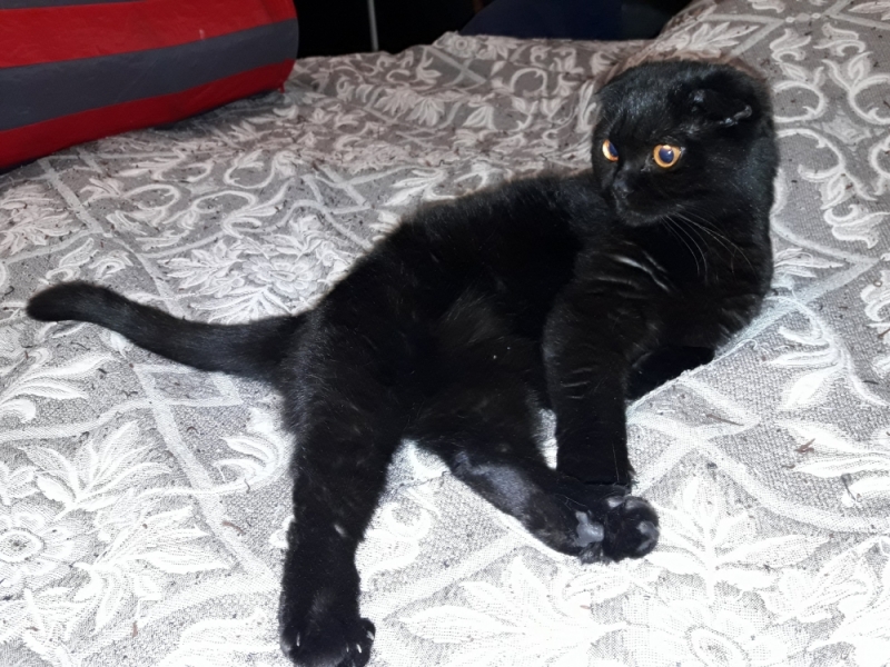 Кошки в нашей жизни. Кошки и все, что с ними связано.