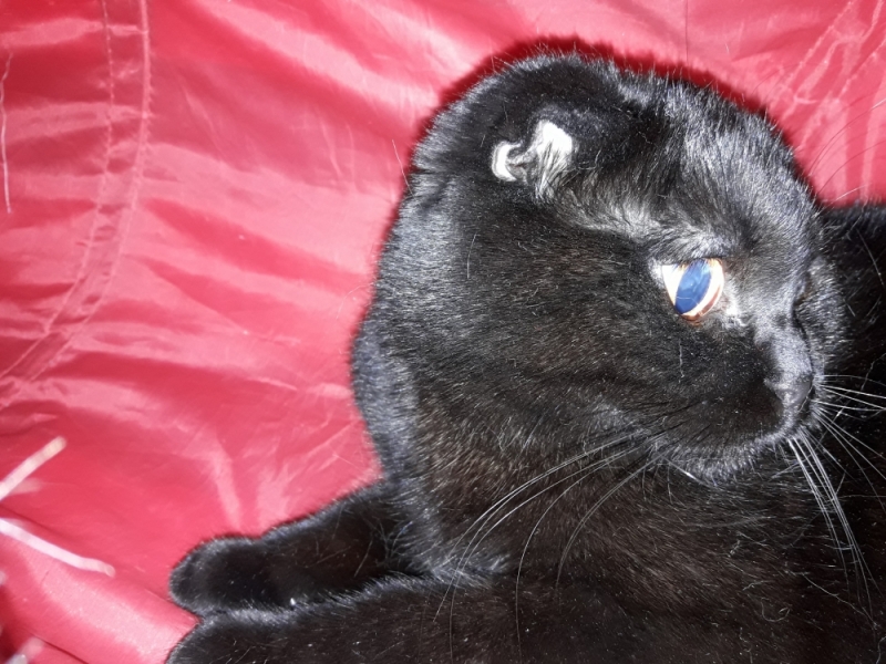 Кошки в нашей жизни. Кошки и все, что с ними связано.