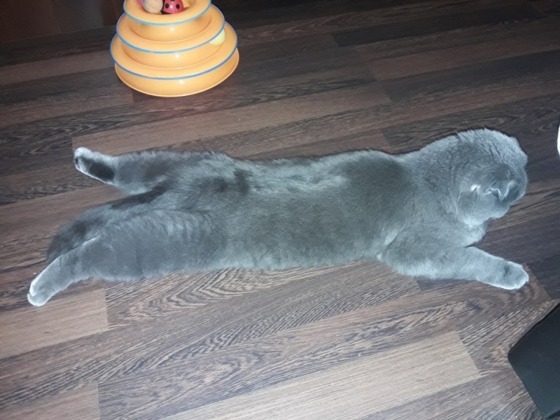 Кошки в нашей жизни. Кошки и все, что с ними связано.