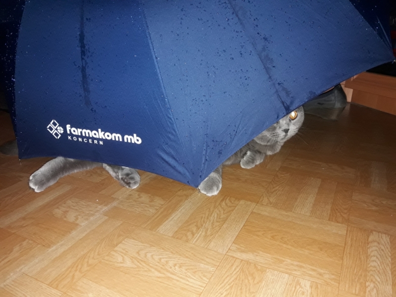 Кошки в нашей жизни. Кошки и все, что с ними связано.