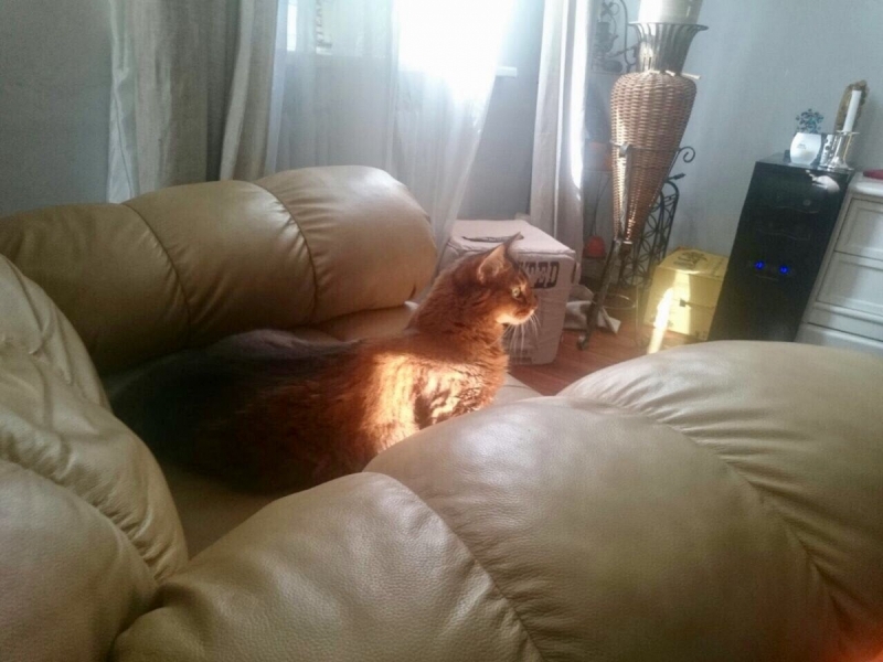 Кошки в нашей жизни. Кошки и все, что с ними связано.