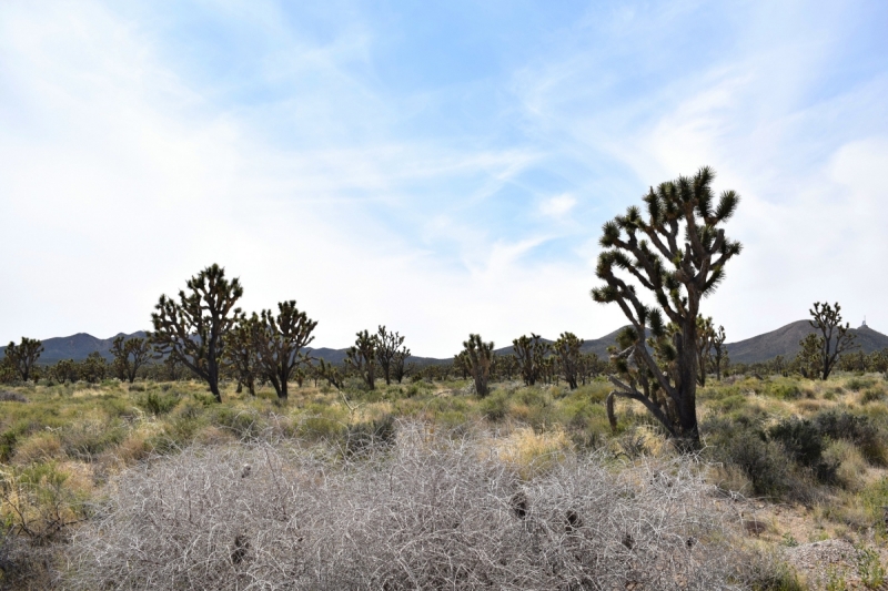 Мечты должны сбываться: частичка запада США за 15 дней