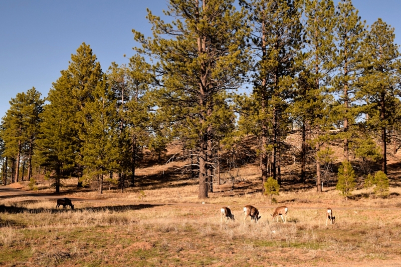 Мечты должны сбываться: частичка запада США за 15 дней