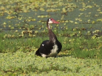 Нильский гусь
