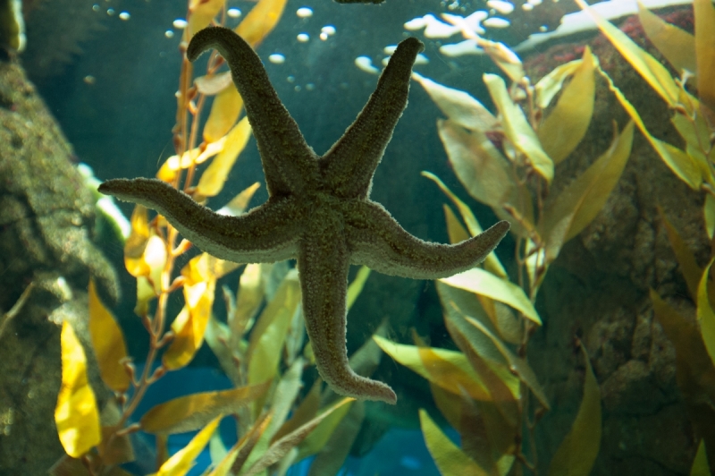 Немного Лиссабона и Ilha de São Miguel - их маленький кусочек рая (апрель 2017)