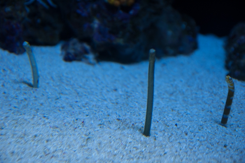 Немного Лиссабона и Ilha de São Miguel - их маленький кусочек рая (апрель 2017)