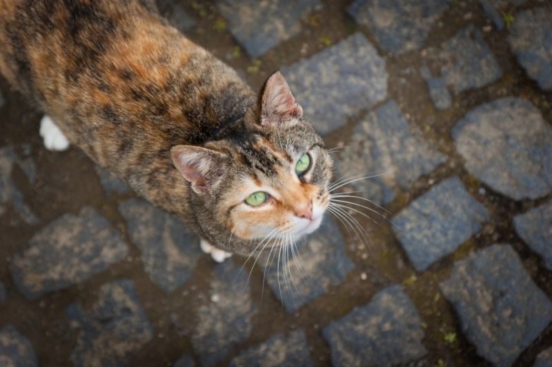 Немного Лиссабона и Ilha de São Miguel - их маленький кусочек рая (апрель 2017)