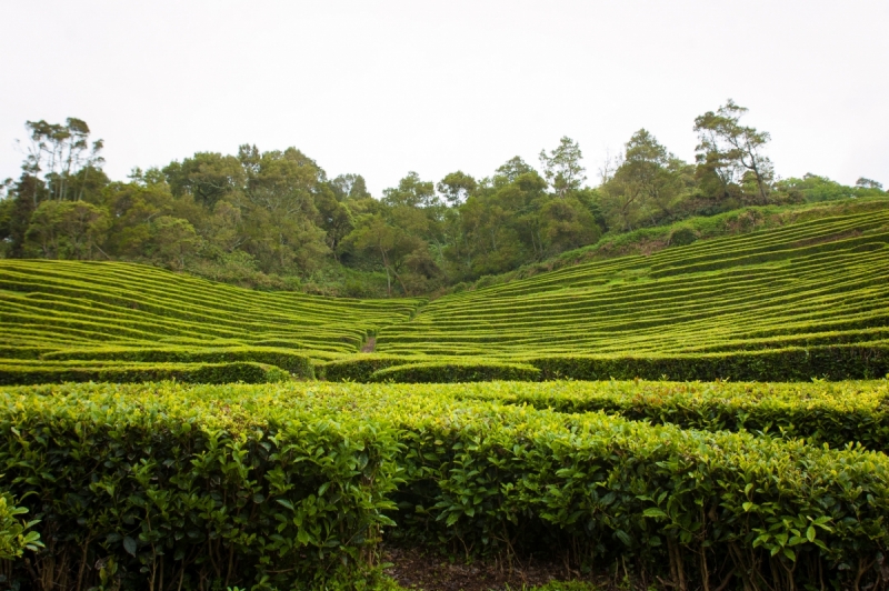 Немного Лиссабона и Ilha de São Miguel - их маленький кусочек рая (апрель 2017)