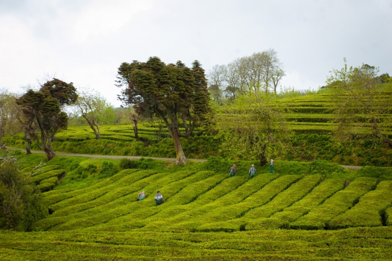 Немного Лиссабона и Ilha de São Miguel - их маленький кусочек рая (апрель 2017)