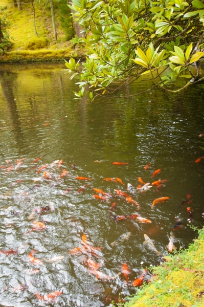 Немного Лиссабона и Ilha de São Miguel - их маленький кусочек рая (апрель 2017)