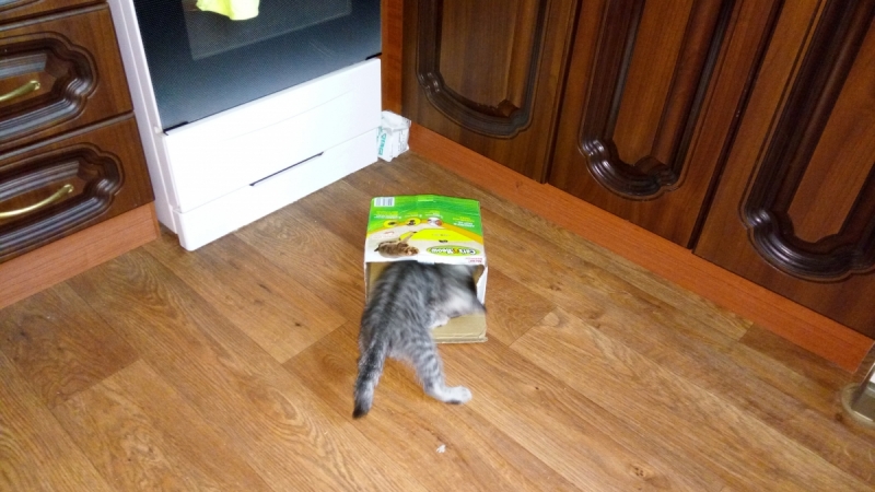 Кошки в нашей жизни. Кошки и все, что с ними связано.