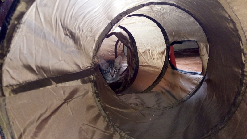 Кошки в нашей жизни. Кошки и все, что с ними связано.