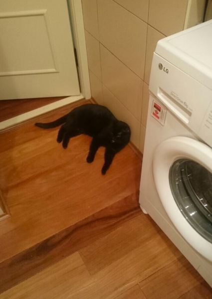 Кошки в нашей жизни. Кошки и все, что с ними связано.