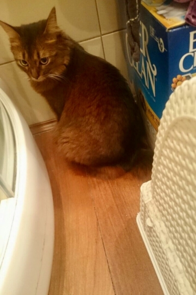 Кошки в нашей жизни. Кошки и все, что с ними связано.