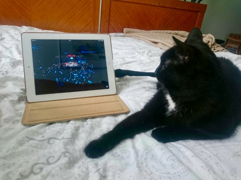 Кошки в нашей жизни. Кошки и все, что с ними связано.