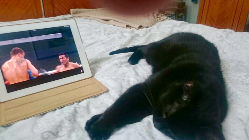 Кошки в нашей жизни. Кошки и все, что с ними связано.