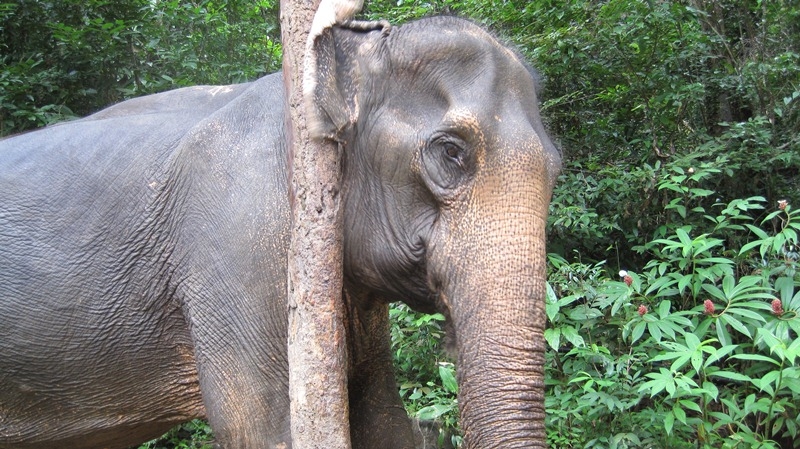Чешет за ушком. Чуть дерево не завалил...