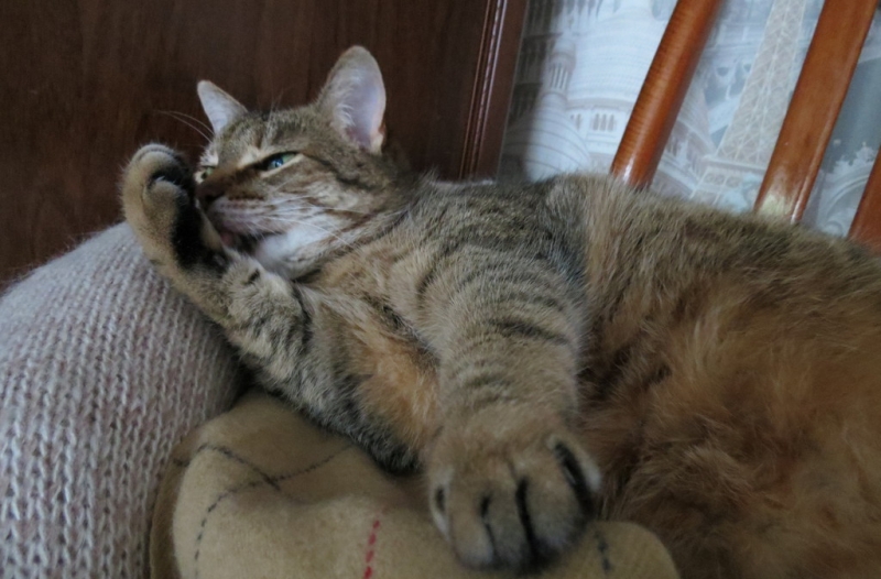 Кошки в нашей жизни. Кошки и все, что с ними связано.