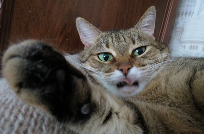 Кошки в нашей жизни. Кошки и все, что с ними связано.