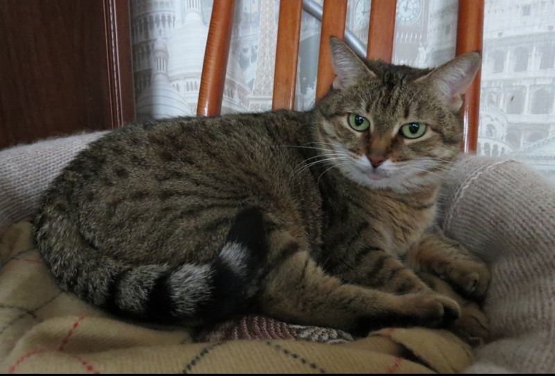 Кошки в нашей жизни. Кошки и все, что с ними связано.