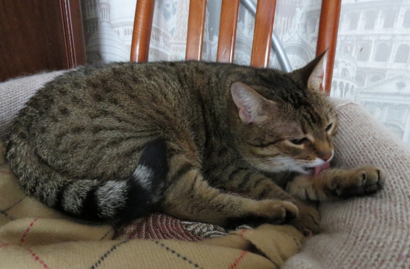 Кошки в нашей жизни. Кошки и все, что с ними связано.