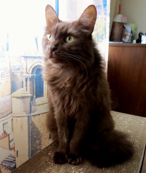 Кошки в нашей жизни. Кошки и все, что с ними связано.