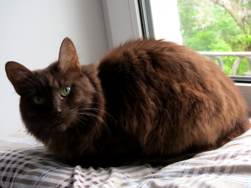 Кошки в нашей жизни. Кошки и все, что с ними связано.