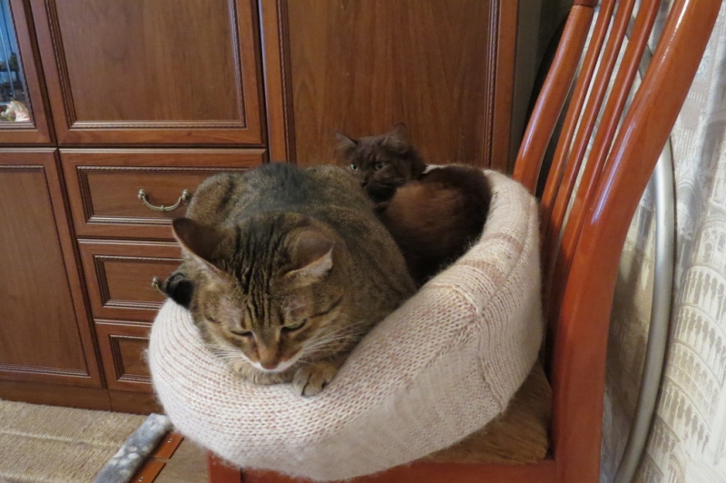 Кошки в нашей жизни. Кошки и все, что с ними связано.