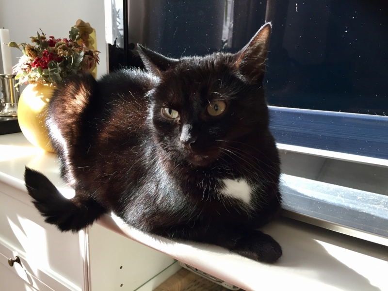 Кошки в нашей жизни. Кошки и все, что с ними связано.