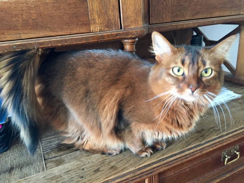 Кошки в нашей жизни. Кошки и все, что с ними связано.