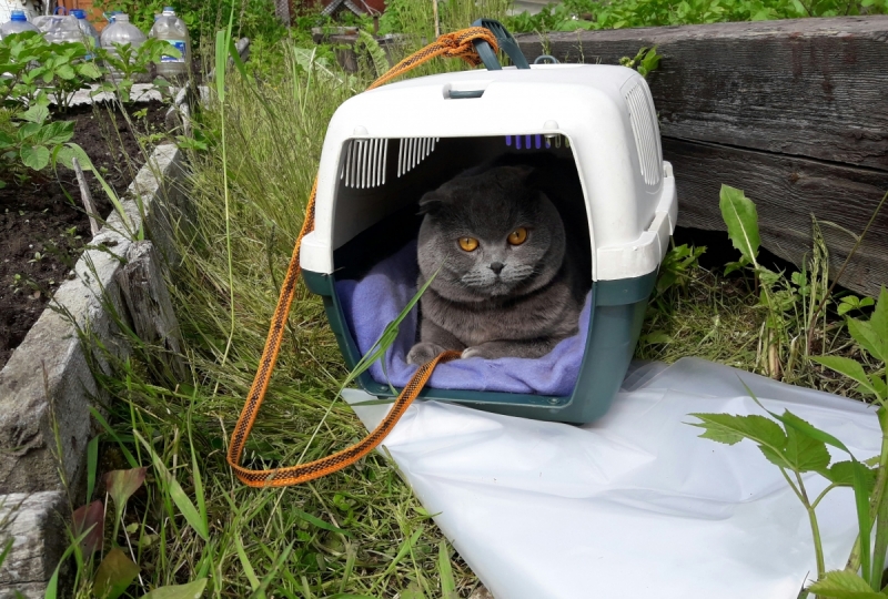 Кошки в нашей жизни. Кошки и все, что с ними связано.